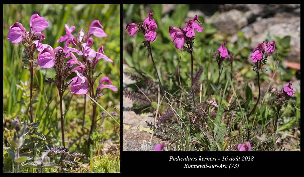 Pedicularis kerneri